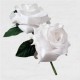 FLAMENCO FLOWER