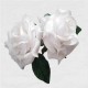 FLAMENCO FLOWER
