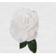 FLAMENCO FLOWER