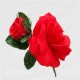 FLOR FLAMENCA