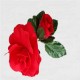 FLOR FLAMENCA