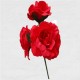 FLAMENCO FLOWER