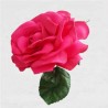 FLOR FLAMENCA